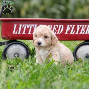 Ella, Maltipoo Puppy